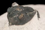 Bargain, Pseudocryphaeus Trilobite - Lghaft, morocco #126915-1
